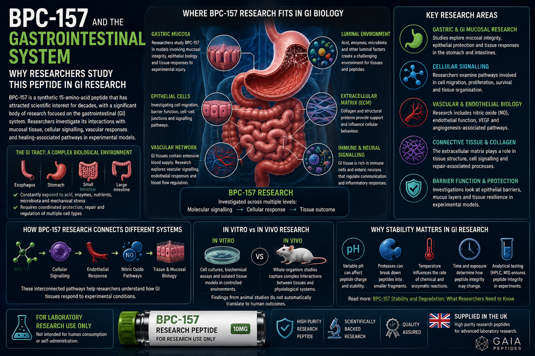 BPC-157 and the Gastrointestinal System: Why Researchers Study This Peptide in GI Research