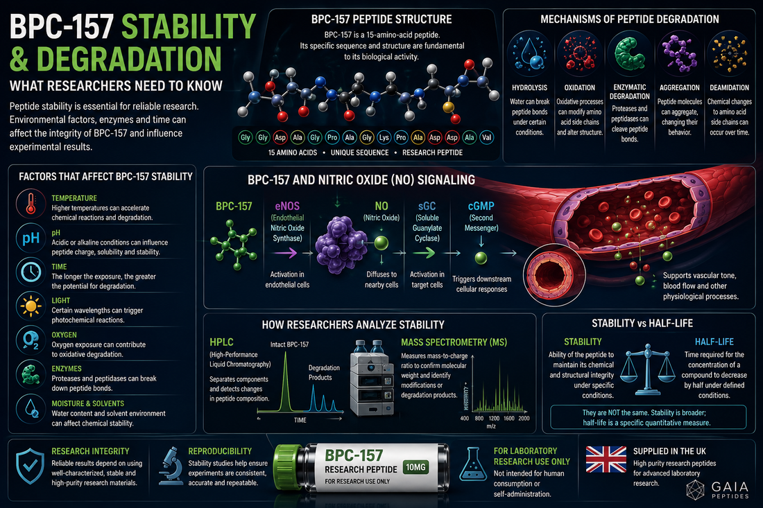 BPC-157 Stability and Degradation: What Researchers Need to Know