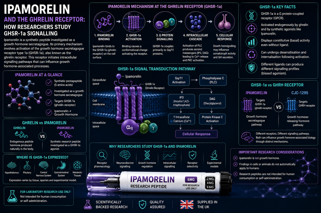 Ipamorelin and the Ghrelin Receptor: How Researchers Study GHSR-1a Signalling