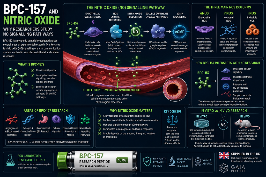 BPC-157 and Nitric Oxide: Why Researchers Study NO Signalling Pathways